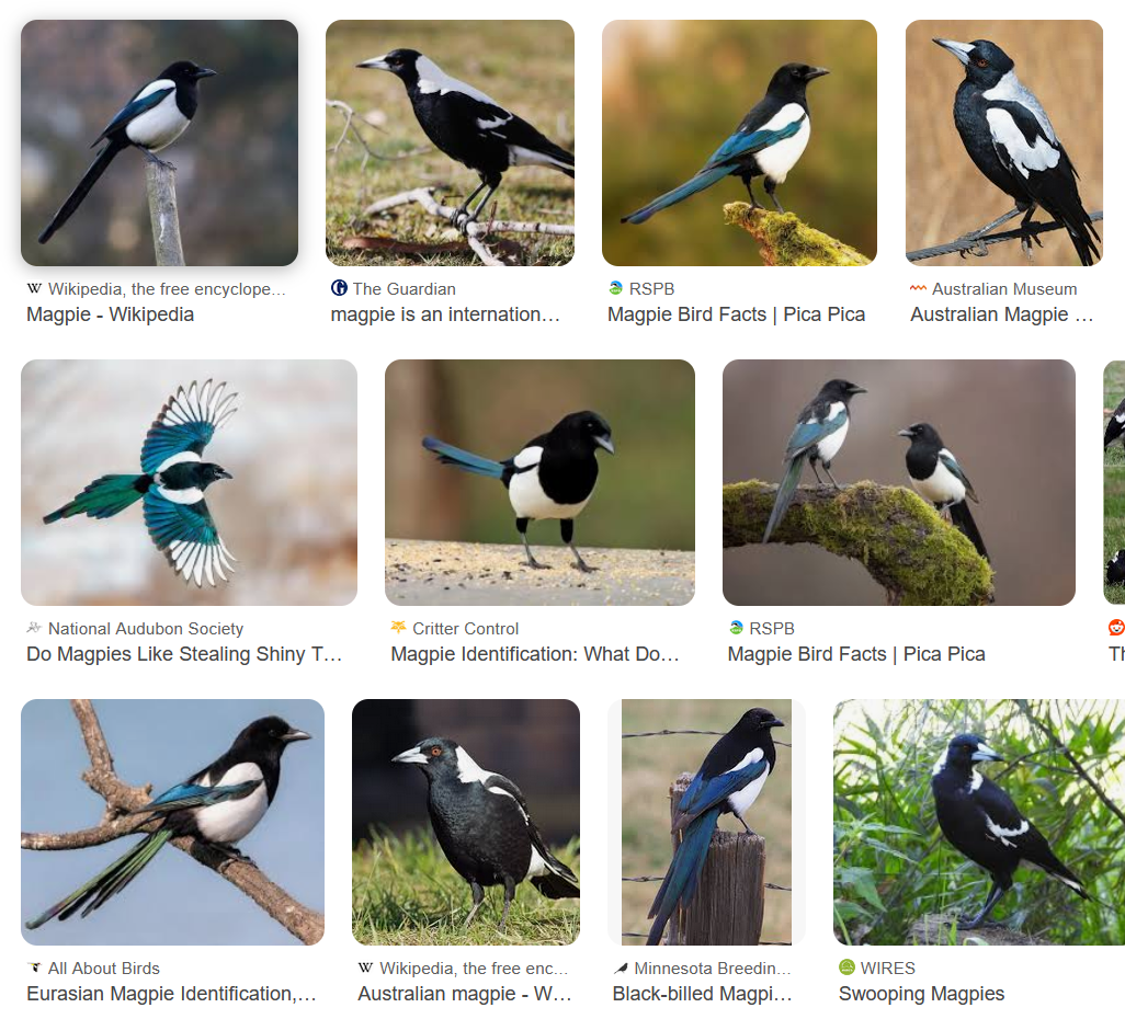 A google image search for magpies. They aren't just black and white birs but have brilliant blues an dgreens on their wings and tail. Their eyes are orange.